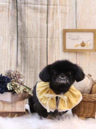 20241005つきみちゃん